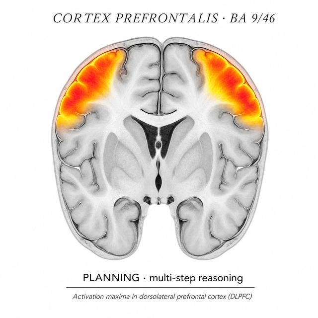PREFRONTAL CORTEX
